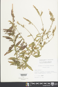 Oenothera gaura image