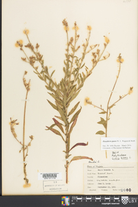 Oenothera gaura image