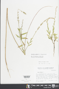 Oenothera curtiflora image