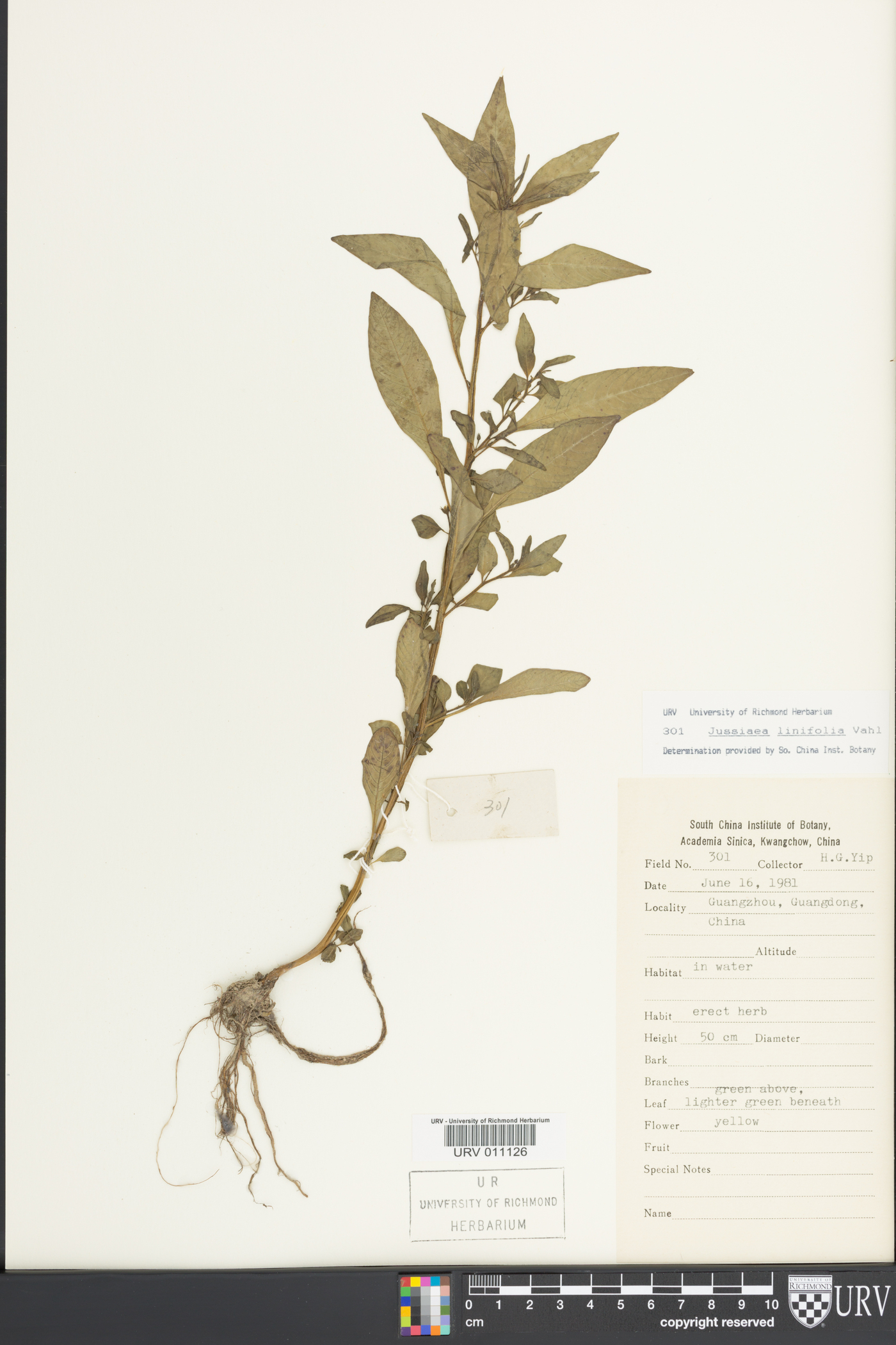 Ludwigia hyssopifolia image