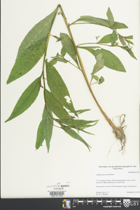 Ludwigia decurrens image