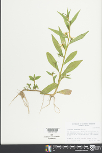 Ludwigia decurrens image