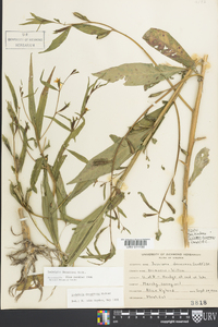 Ludwigia decurrens image