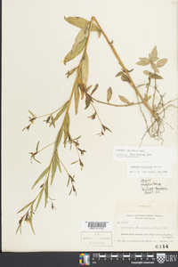 Ludwigia decurrens image