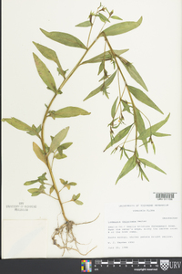 Ludwigia decurrens image