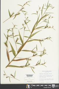 Ludwigia decurrens image