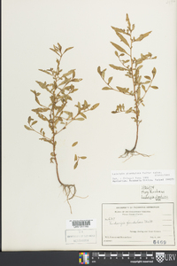 Ludwigia glandulosa subsp. glandulosa image