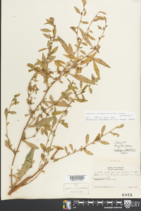 Ludwigia glandulosa subsp. glandulosa image