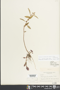 Ludwigia glandulosa subsp. glandulosa image