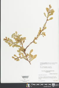 Ludwigia grandiflora subsp. hexapetala image