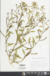 Ludwigia leptocarpa image