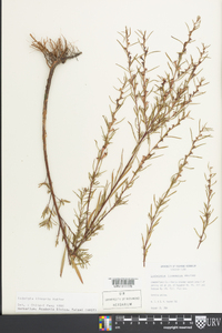 Ludwigia linearis image