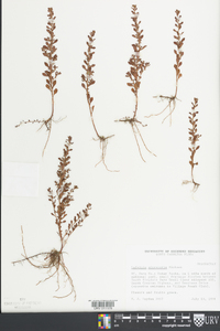 Ludwigia microcarpa image