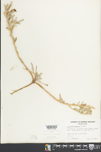 Oenothera humifusa image