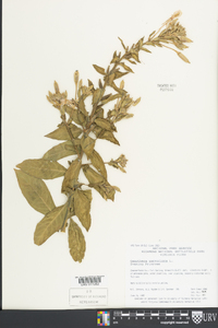 Oenothera parviflora image