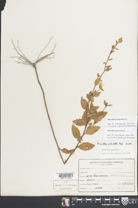 Oenothera pilosella image