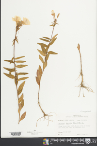 Oenothera sessilis image
