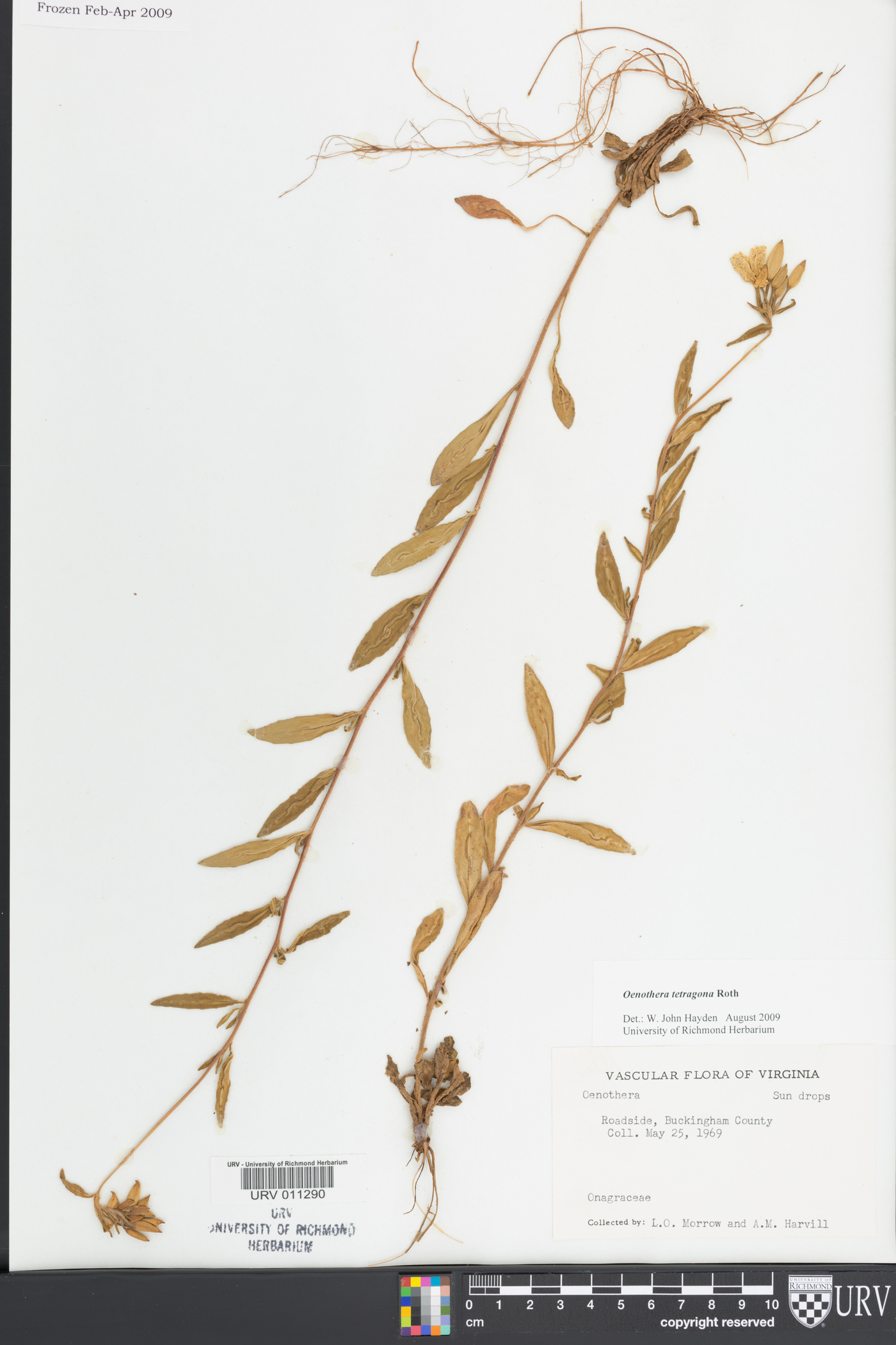 Oenothera tetragona image