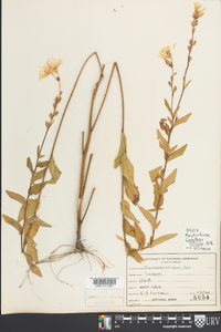 Oenothera tetragona image