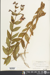 Rhexia virginica image