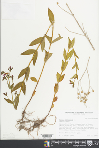 Rhexia virginica image