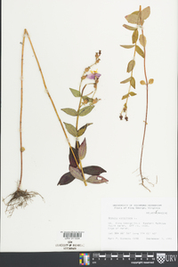 Rhexia virginica image