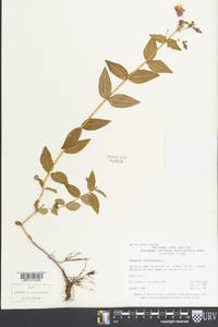 Rhexia virginica image