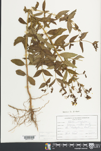 Rhexia virginica image