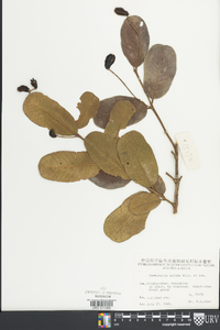 Terminalia arjuna image