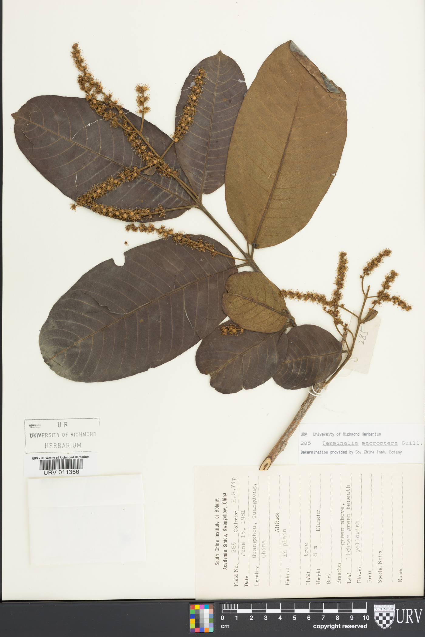 Terminalia macroptera image