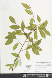 Elaeagnus umbellata image