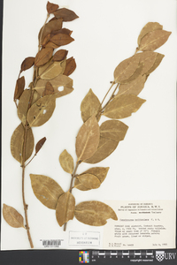 Image of Cassipourea brittoniana