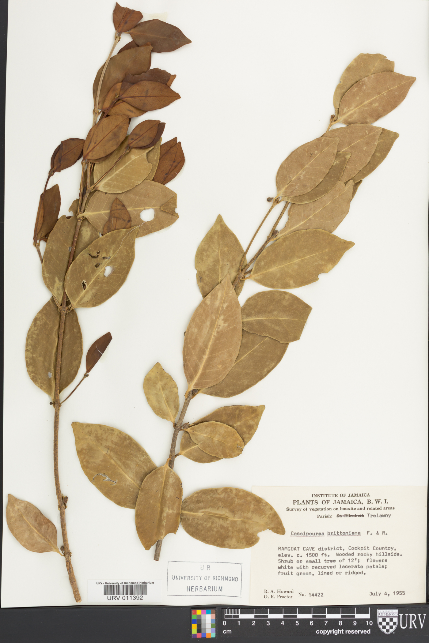 Cassipourea brittoniana image