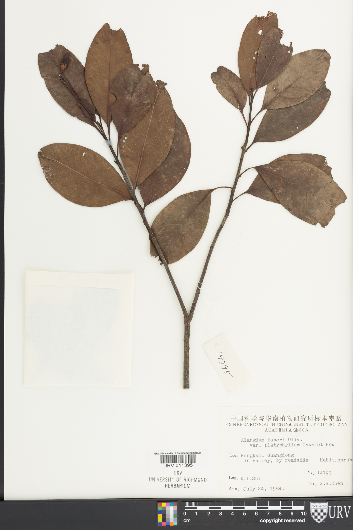 Alangium barbatum subsp. faberi image