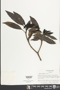 Aucuba japonica image