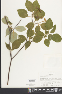 Cornus alternifolia image