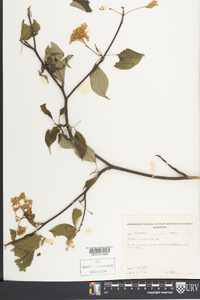 Cornus alternifolia image