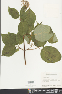 Cornus rugosa image