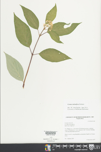 Cornus sericea subsp. sericea image