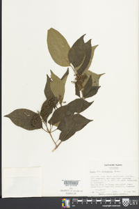 Cornus sericea subsp. sericea image