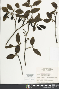 Phoradendron anceps image