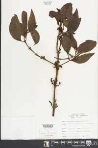 Phoradendron grisebachianum image