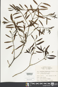 Phoradendron quadrangulare image