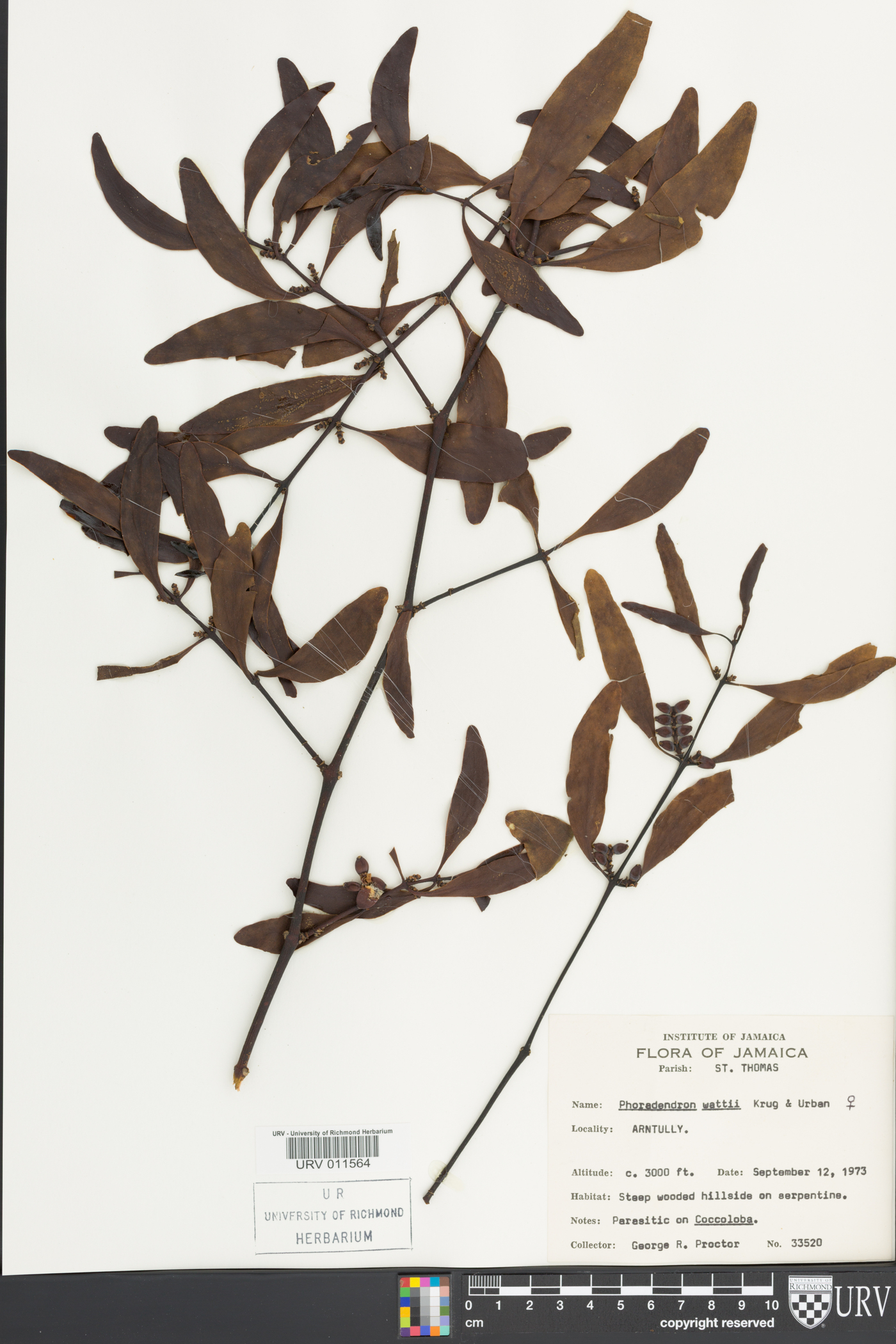 Phoradendron wattii image