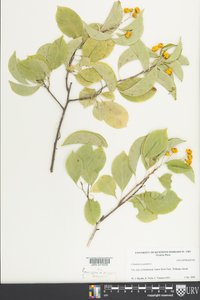 Celastrus scandens image