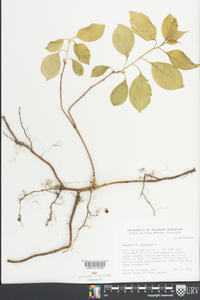 Celastrus scandens image