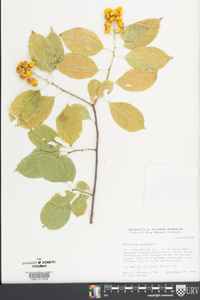 Celastrus scandens image