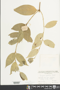 Image of Euonymus actinocarpus
