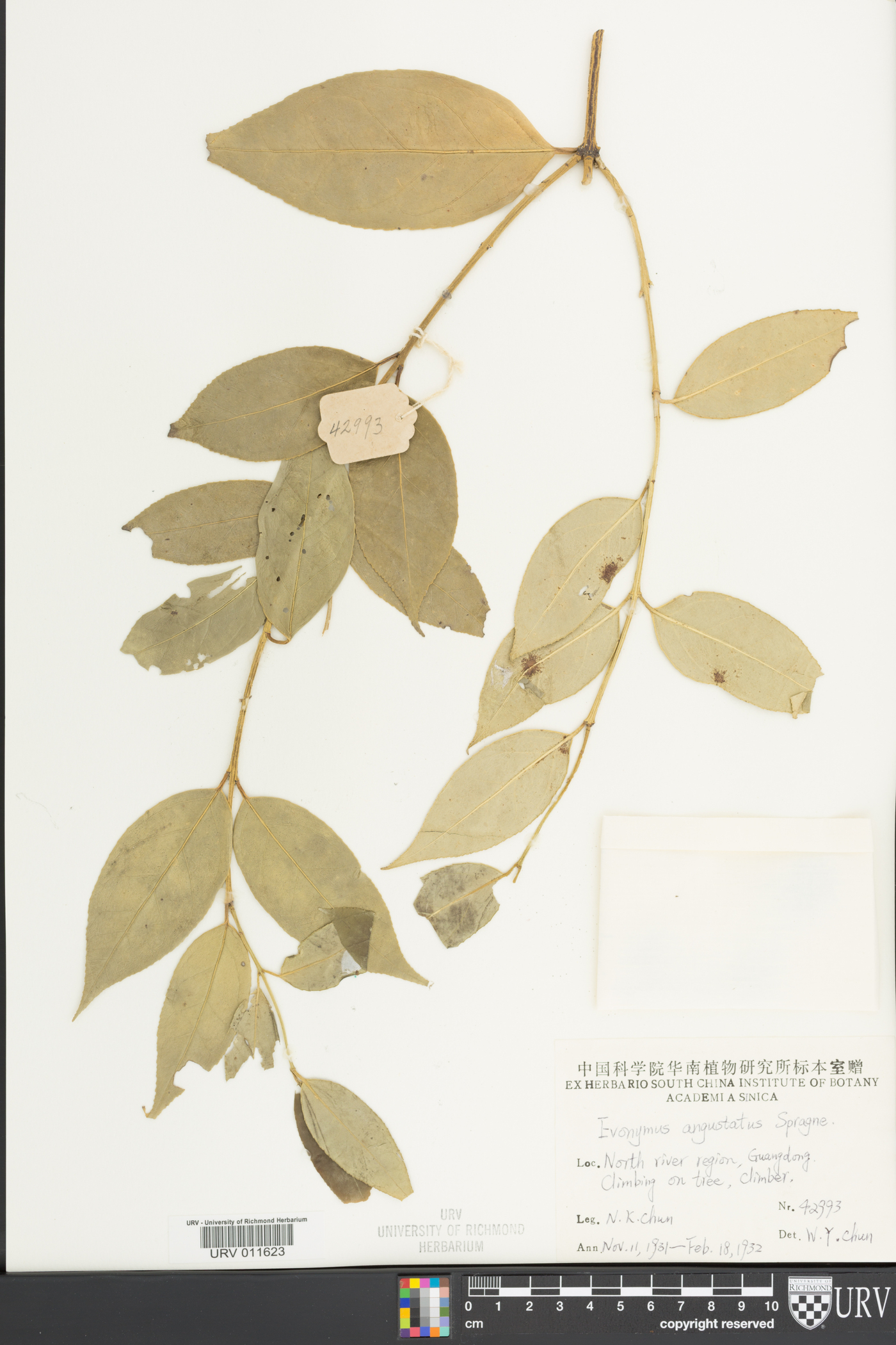 Euonymus actinocarpus image