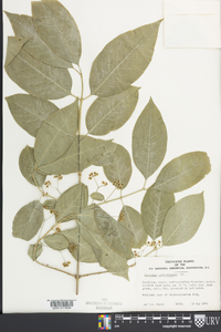 Euonymus sieboldianus image